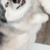 Pets 1 28
