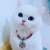 Pets 1 29