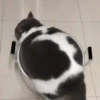 Pets 1 30