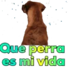 Variadito mix movimiento 18