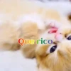 Gatos 1 Movi 5