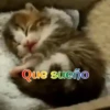 Gatos 1 Movi 6
