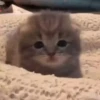 CaT︎  CaT︎ 5