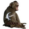Animalitos Riéndose1 6