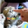 Gatos 1 Movi 7