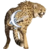 Animalitos Riéndose1 7