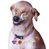 Animalitos Riéndose1 9