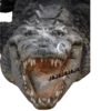 Animalitos Riéndose1 10
