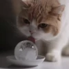 CaT︎  CaT︎ 7