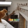 Gatos 1 Movi 9