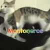 Gatos 1 Movi 10