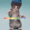 Gatos 1 Movi 11