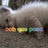 Gatos 1 Movi 12