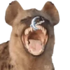 Animalitos Riéndose1 14