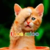 Gatos 1 Movi 13