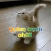 Gatos 1 Movi 14