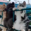 CaT︎  CaT︎ 9