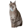 Animalitos Riéndose1 15