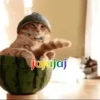 Gatos 1 Movi 15