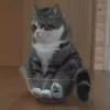 CaT︎  CaT︎ 11