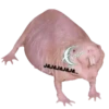 Animalitos Riéndose1 18