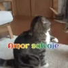 Gatos 1 Movi 17