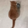 CaT︎  CaT︎ 13