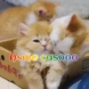 Gatos 1 Movi 20