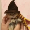 CaT︎  CaT︎ 14