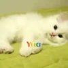 Gatos 1 Movi 21