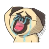 CRAZY PUG! 14