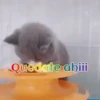 Gatos 1 Movi 22