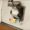 Gatos 1 Movi 23