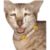 Animalitos Riéndose1 23