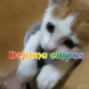 Gatos 1 Movi 24