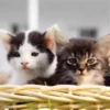 CaT︎  CaT︎ 21