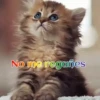 Gatos 1 Movi 25