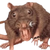 Animalitos Riéndose1 27
