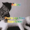 Gatos 1 Movi 27