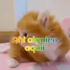Gatos 1 Movi 28