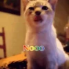 Gatos 1 Movi 29