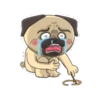 CRAZY PUG! 24