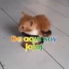 Gatos 1 Movi 30