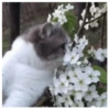 Gatitos(Cute) ❥ ︎ͫ1 Movi 5