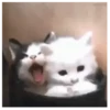 Gatitos(Cute) ❥ ︎ͫ1 Movi 6
