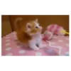 Gatitos(Cute) ❥ ︎ͫ1 Movi 8