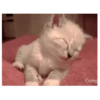 Gatitos(Cute) ❥ ︎ͫ1 Movi 9