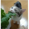 Gatitos(Cute) ❥ ︎ͫ1 Movi 10