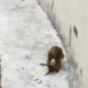 Monkeys Dancing .mov 5