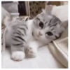 Gatitos(Cute) ❥ ︎ͫ1 Movi 11